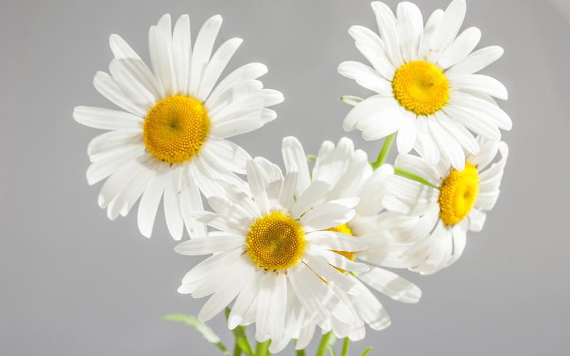 邹菊纺织
